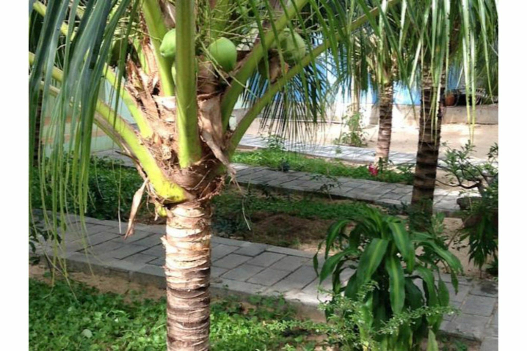 Cocosand Hotel Phan Thiết Exteriér fotografie